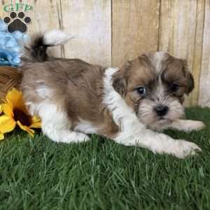 Wrangler, Shih-Poo Puppy